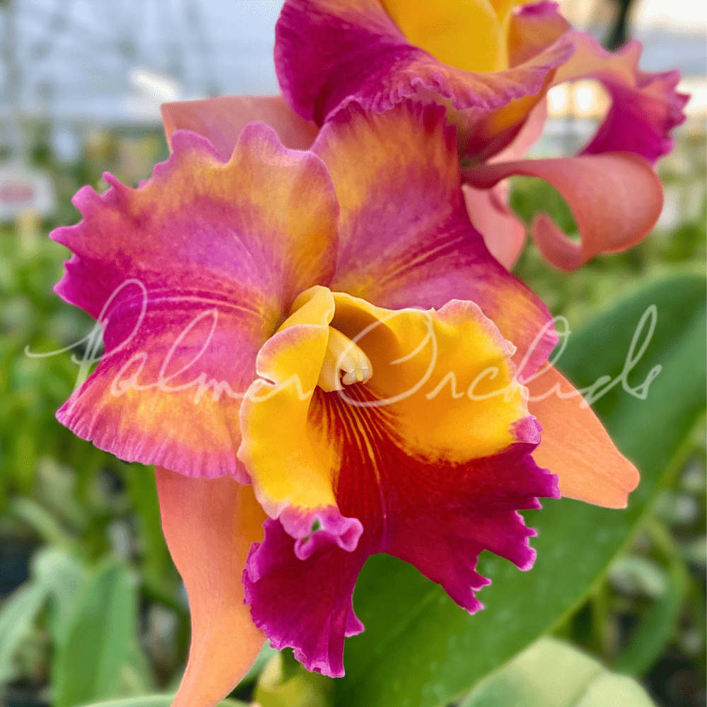 Rlc. Rose Marie Callo — Palmer Orchids